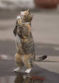 stresscat